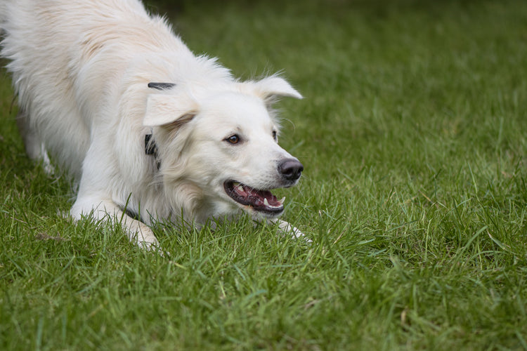 Sådan aktiverer du din hund indendørs