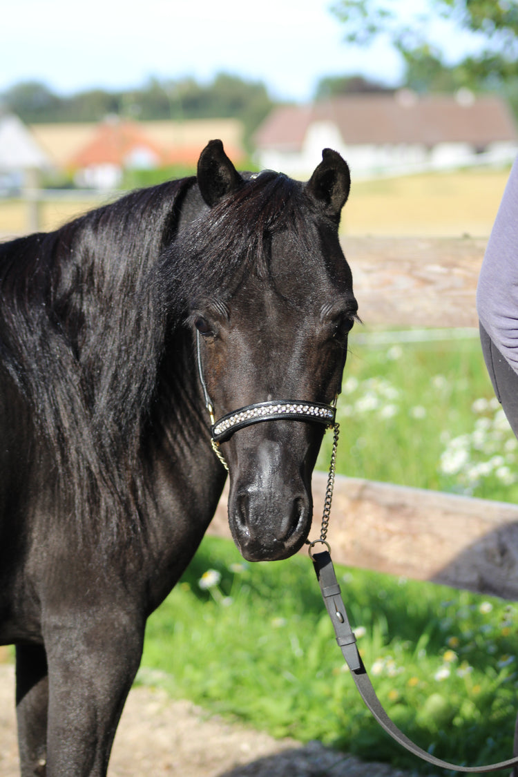 Hest