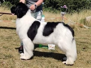 Hund