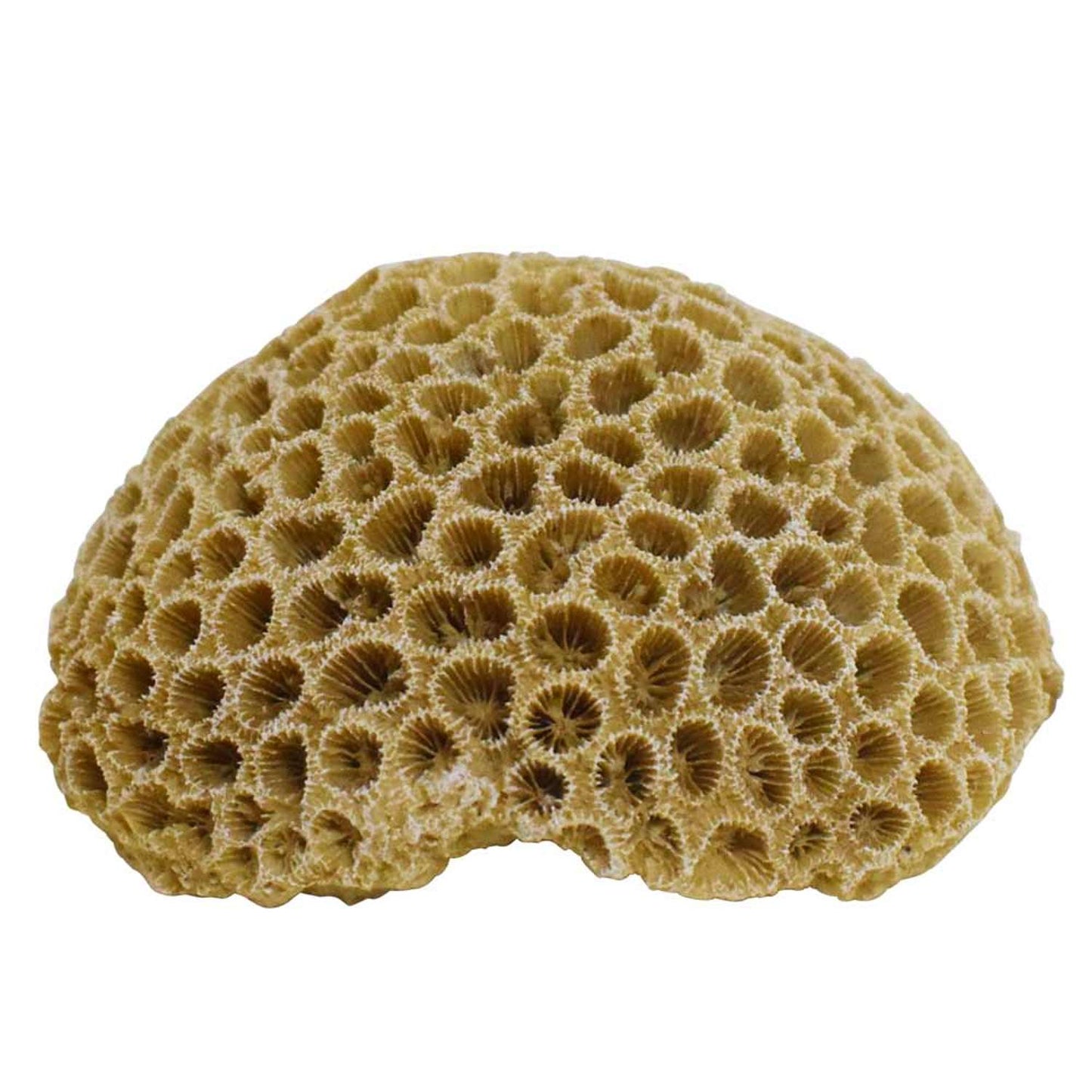 Akvariedekoration CORAL