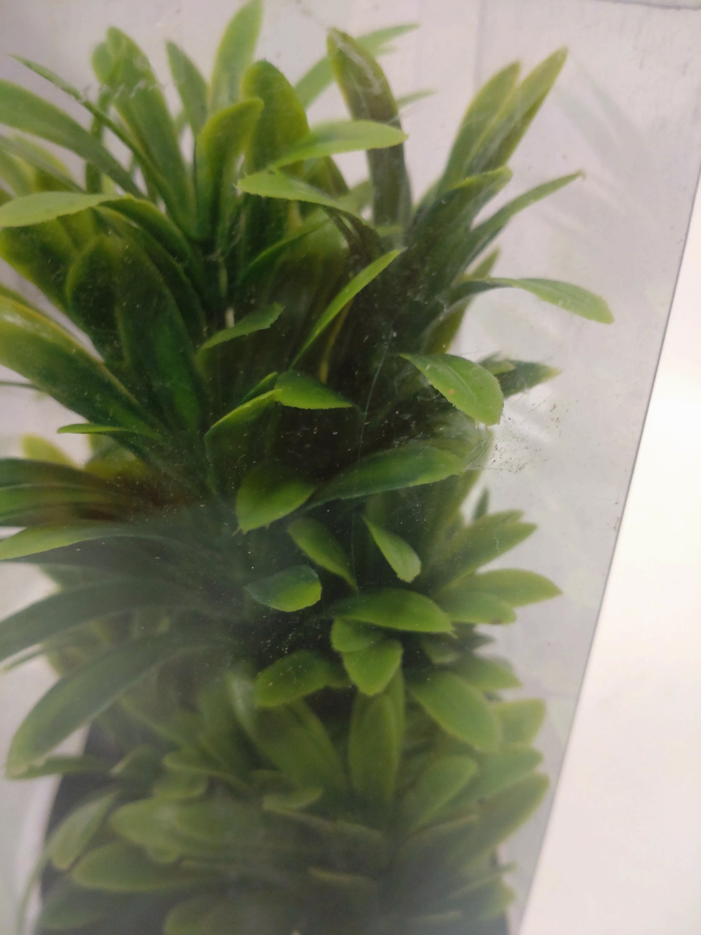 Plast plante