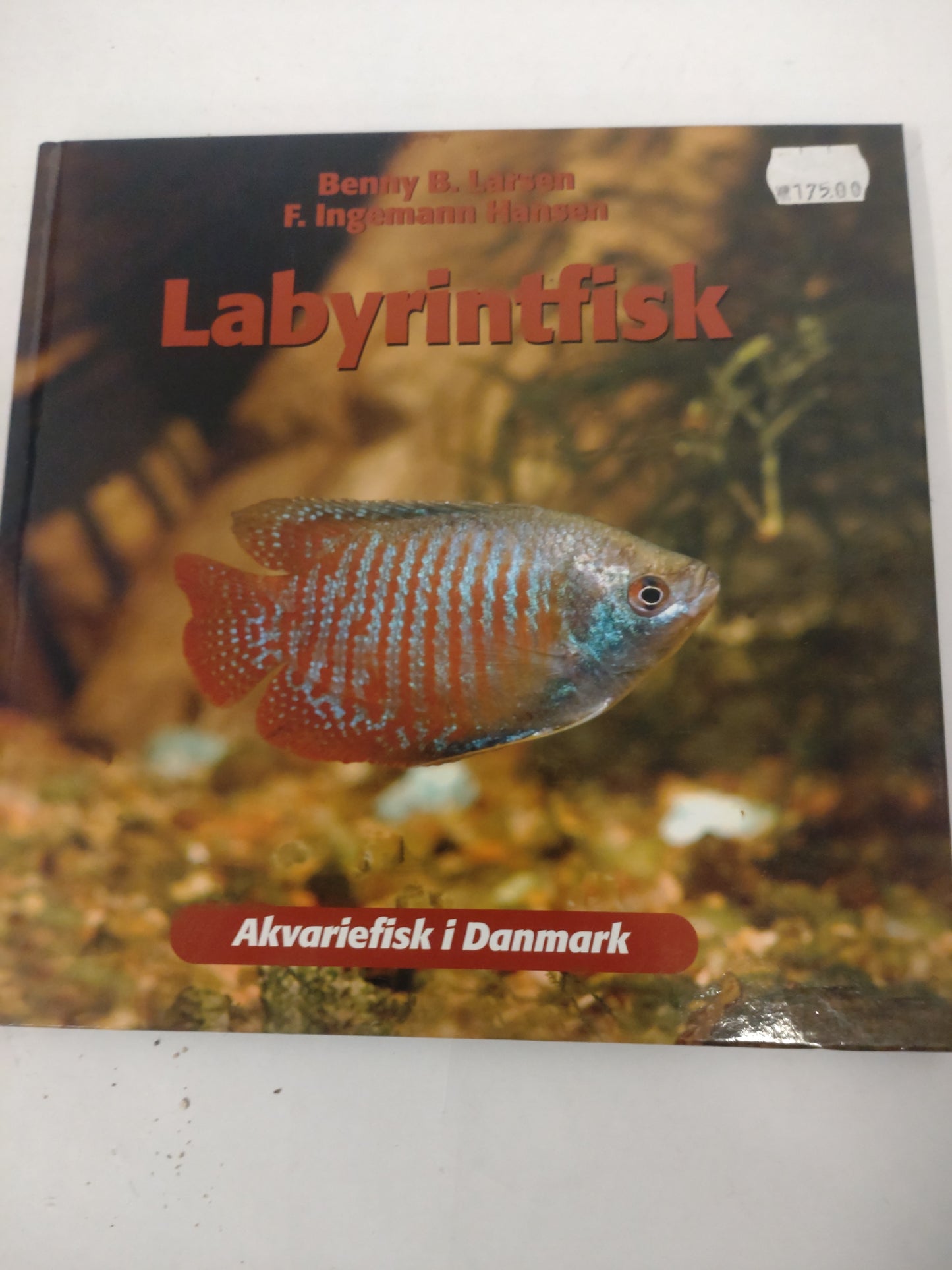 Tropisk Guppy