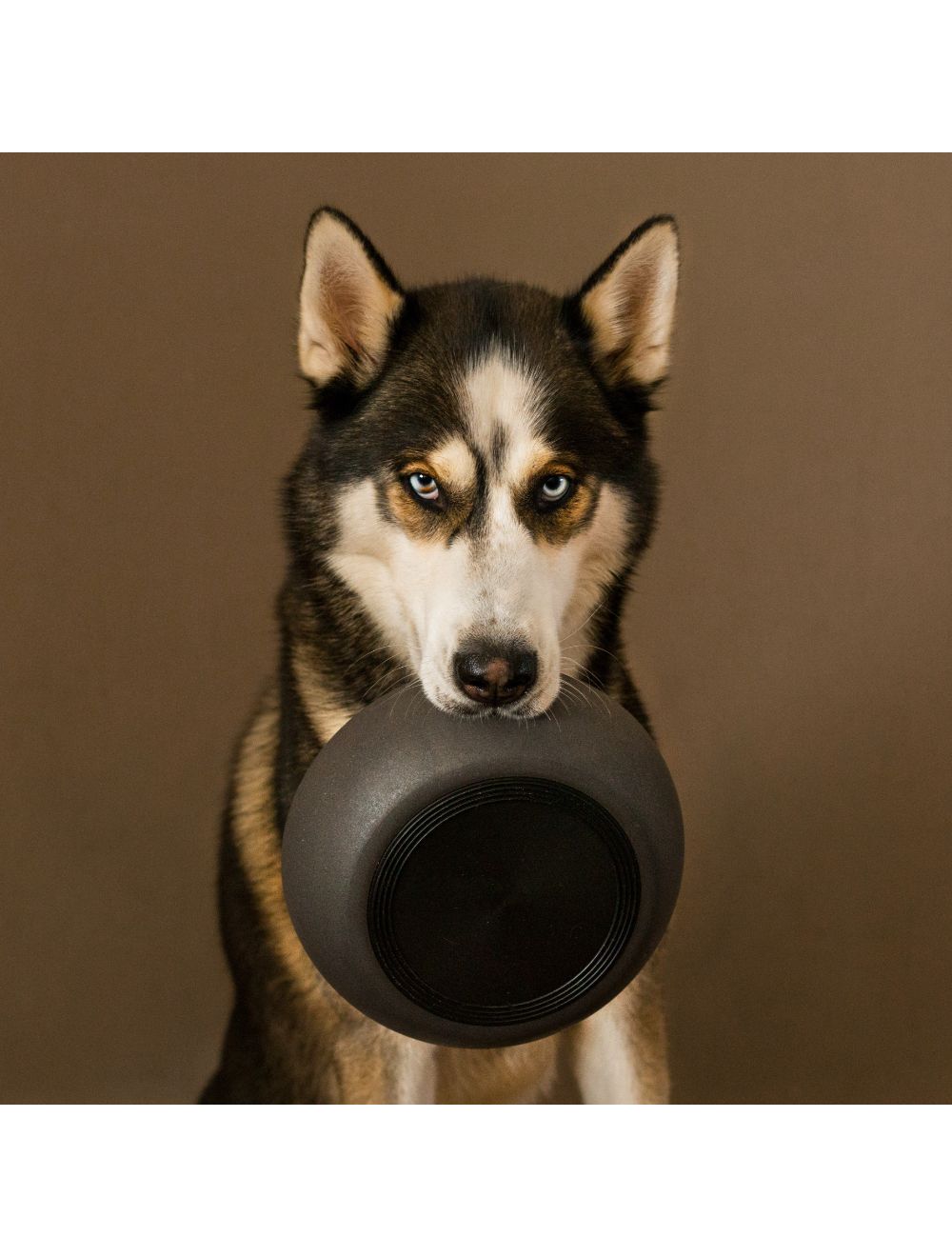 District 70 BAMBOO dog Bowl Dark Grey
