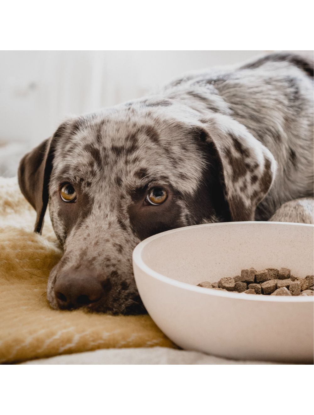 District 70 BAMBOO dog Bowl Merengue