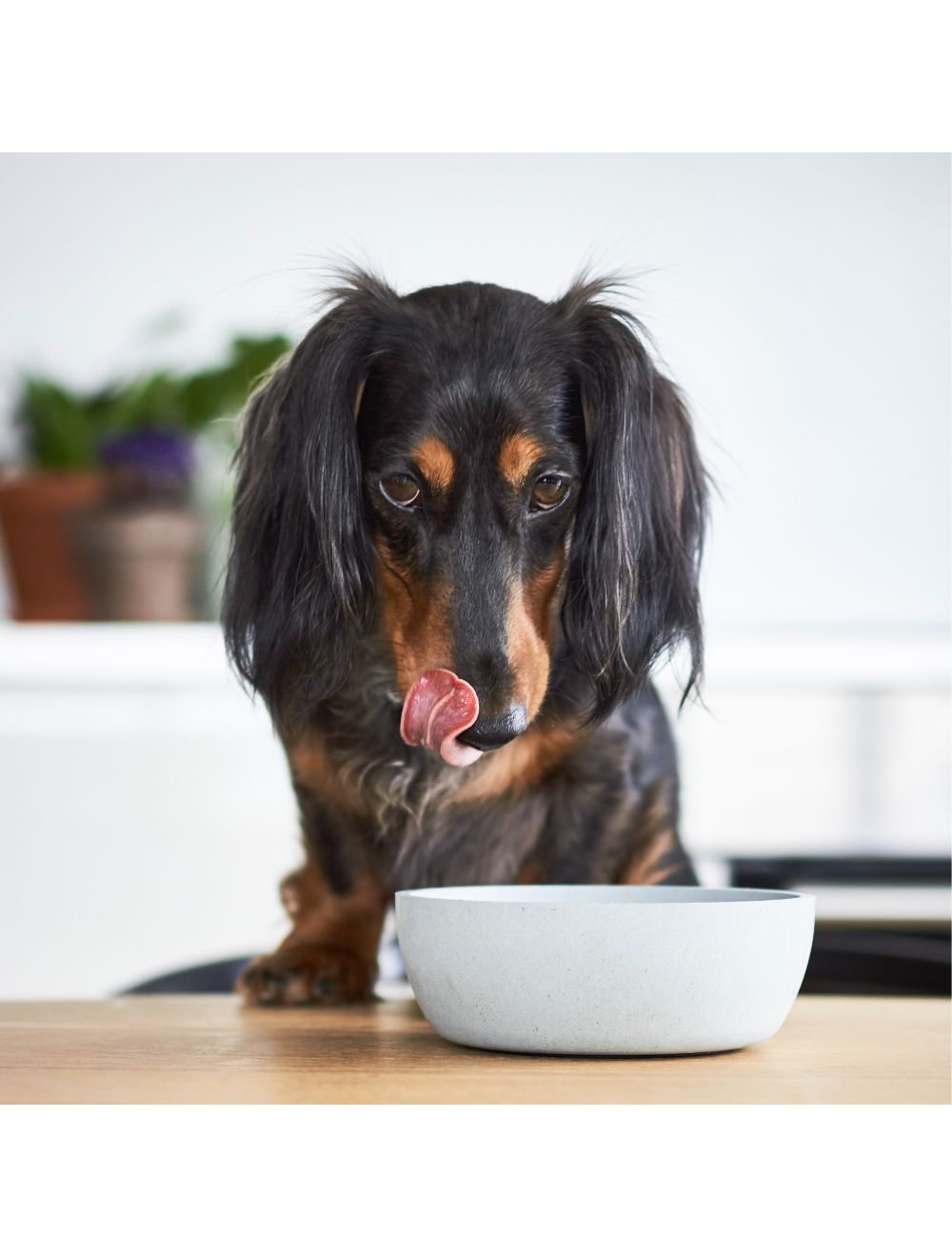 District 70 BAMBOO dog Bowl Ice Blue