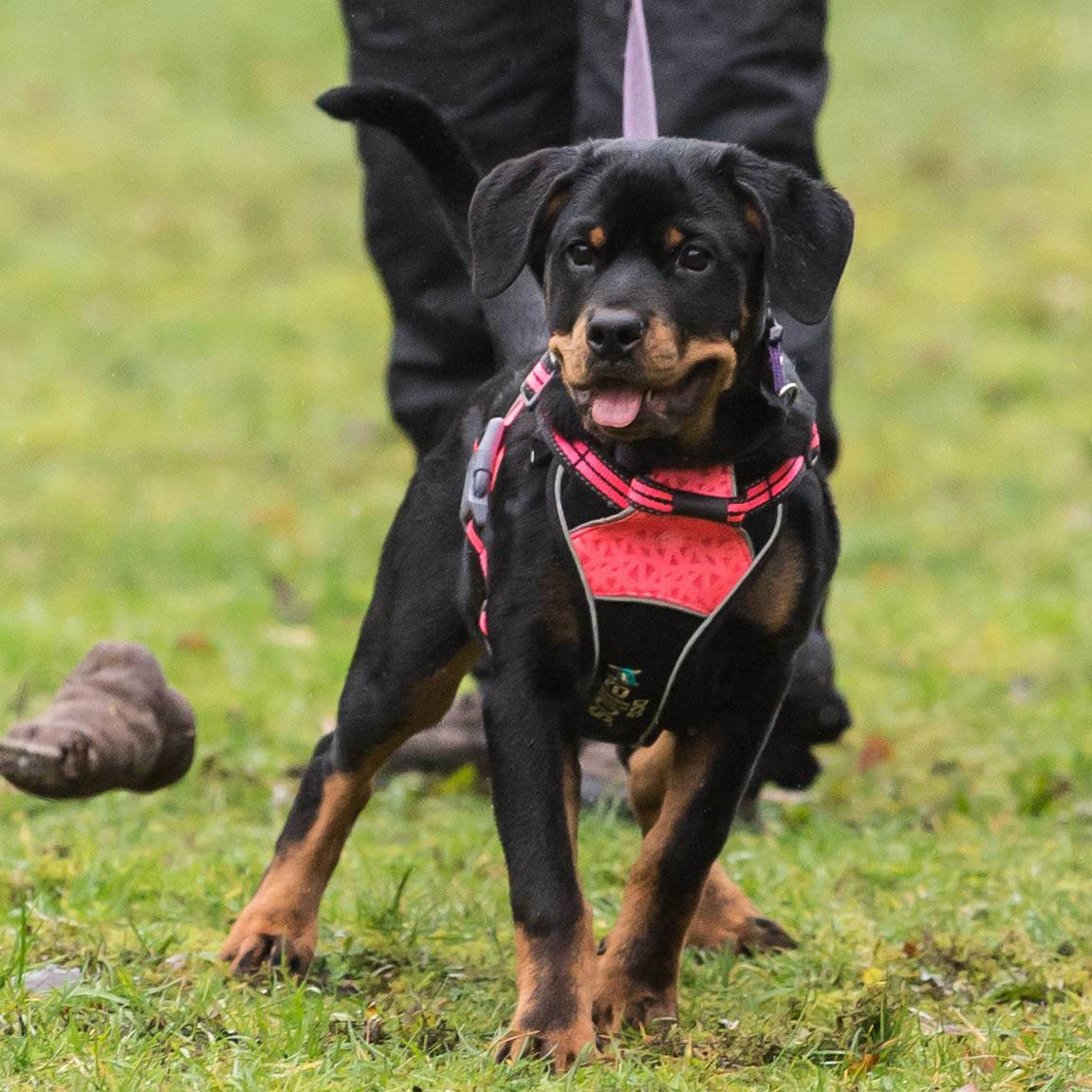 Dog Helios sele inkl. Linje