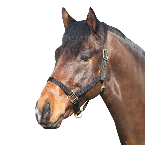 Nylongrimma med spänne