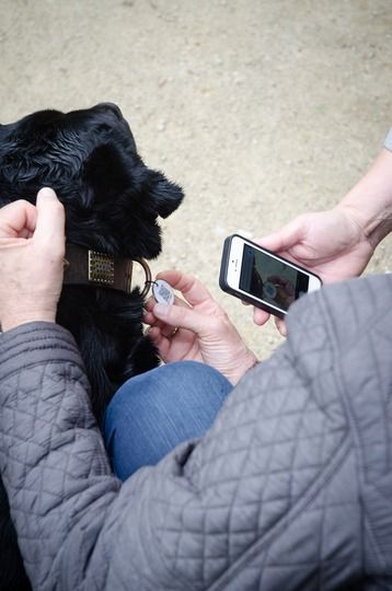Prickig! För hundar och katter