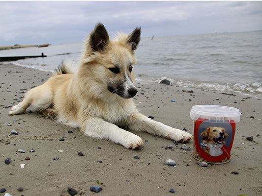 Sådan vælger du det rigtige hundefoder