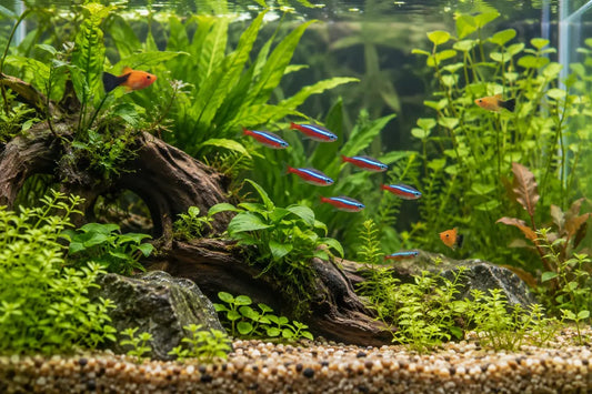 Akvariefisk for begyndere