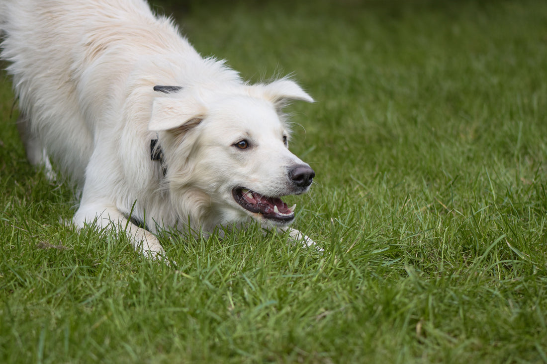 Sådan aktiverer du din hund indendørs