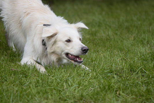 Sådan aktiverer du din hund indendørs
