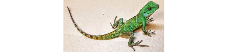Reptil