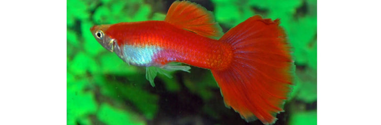 Akvariefisk