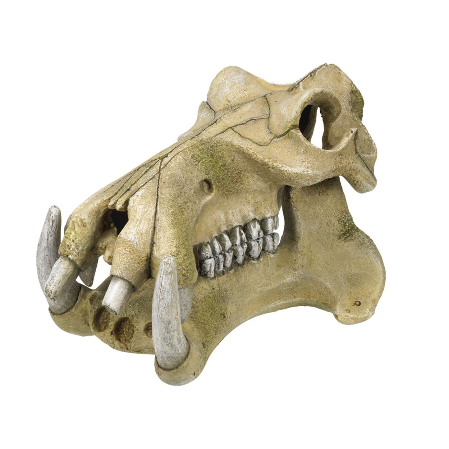 Hippopotamus Skull
