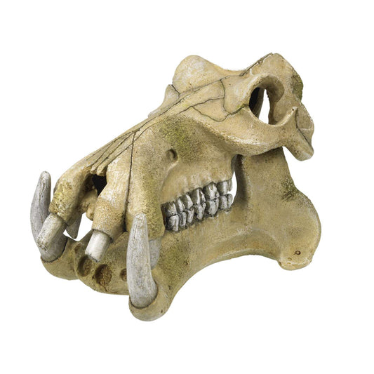 Hippopotamus Skull