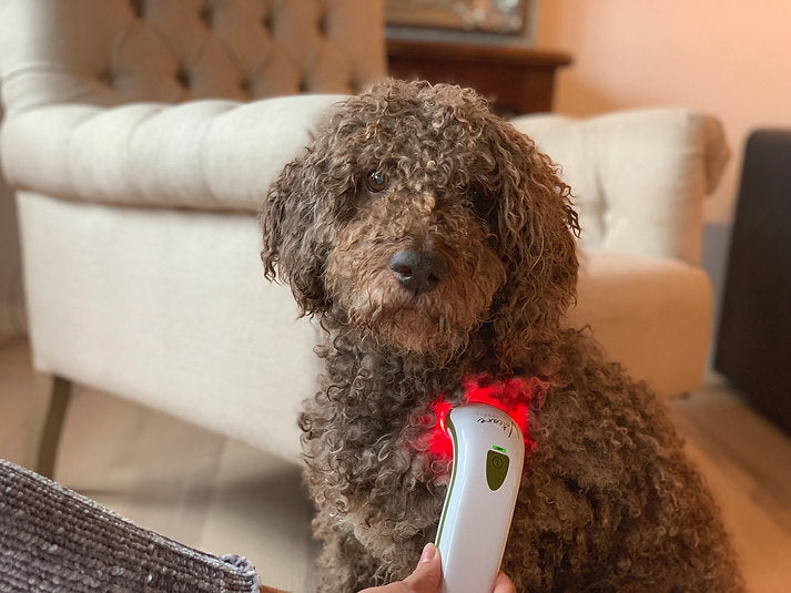Photizo Vetcare® -Behandling for Dyr